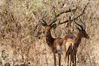 Lac Manyara
