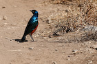 Serengeti