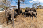Tarangire